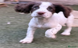 Cocker Spaniel dogs for sale: Extensively Health Tested KC Registered Puppy - Image 8