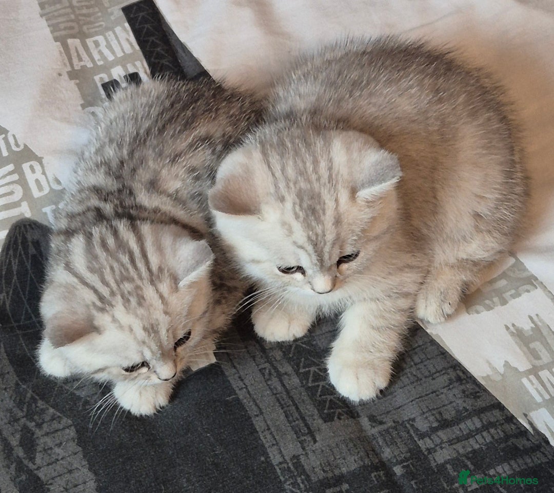 British Shorthair cats for sale: British shorthair kittens male/female - Image 3