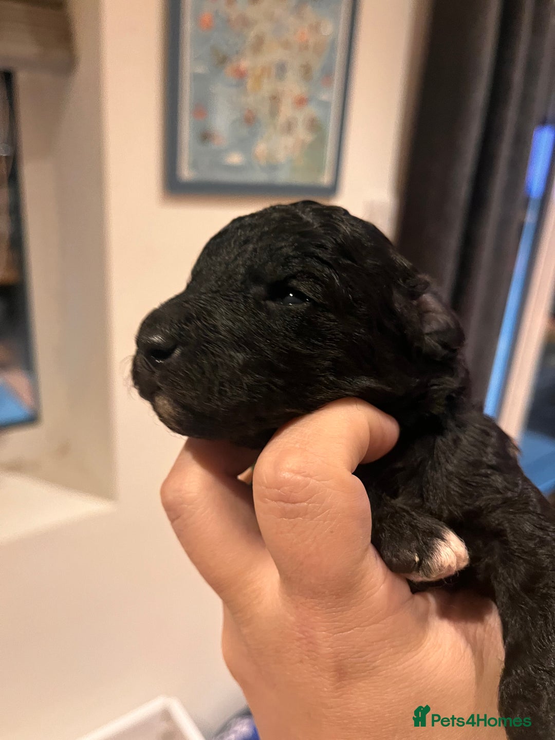 Australian Labradoodle dogs for sale: Home raised, DNA tested, Australian Labradoodles - Image 2