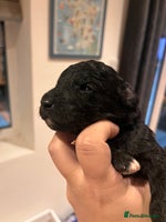 Australian Labradoodle dogs - Advert 10