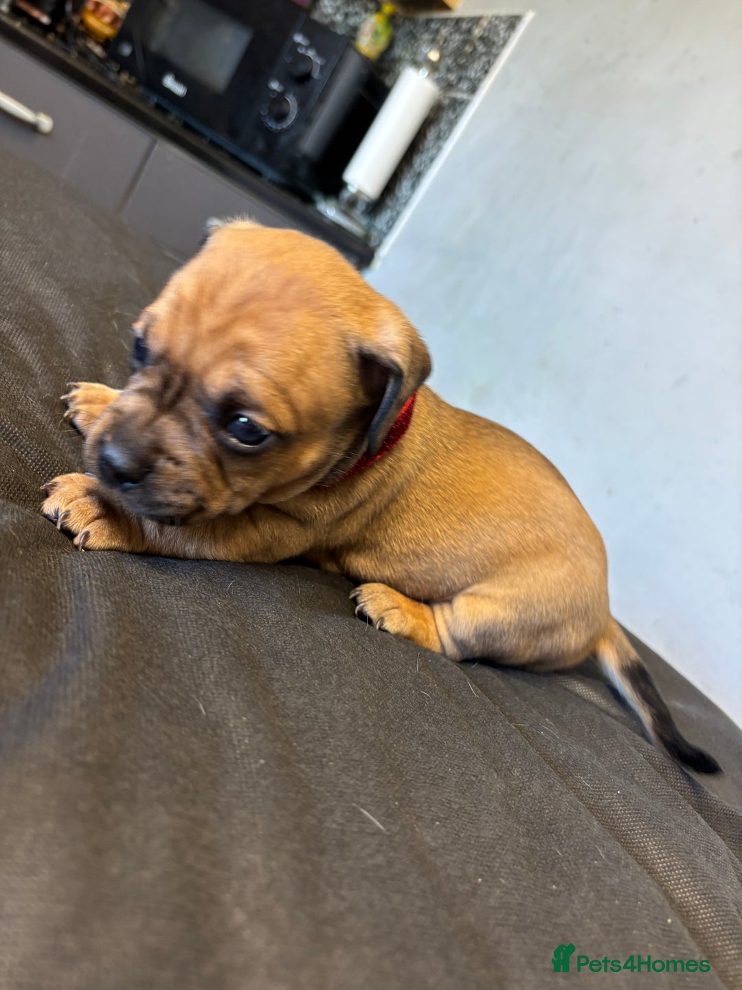 Mixed Breed dogs for sale: Dachshund cross Frenchbull dog (frenchbullwiner)p - Image 6
