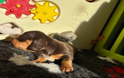 Miniature Dachshund dogs for sale: Kc miniature Dachshunds 2  girls  left  - Image 16