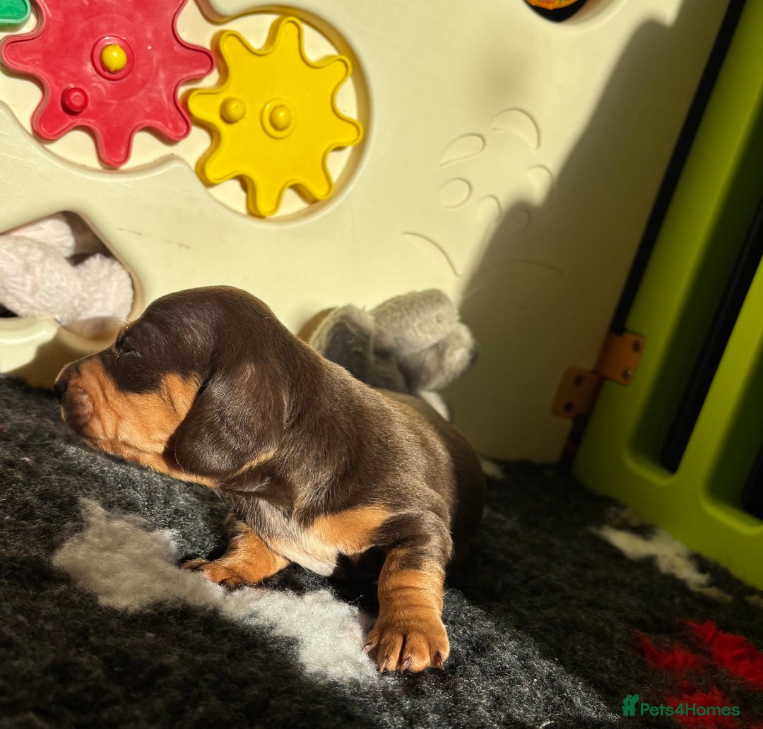 Miniature Dachshund dogs for sale: Kc miniature Dachshunds 2  girls  left  - Image 16