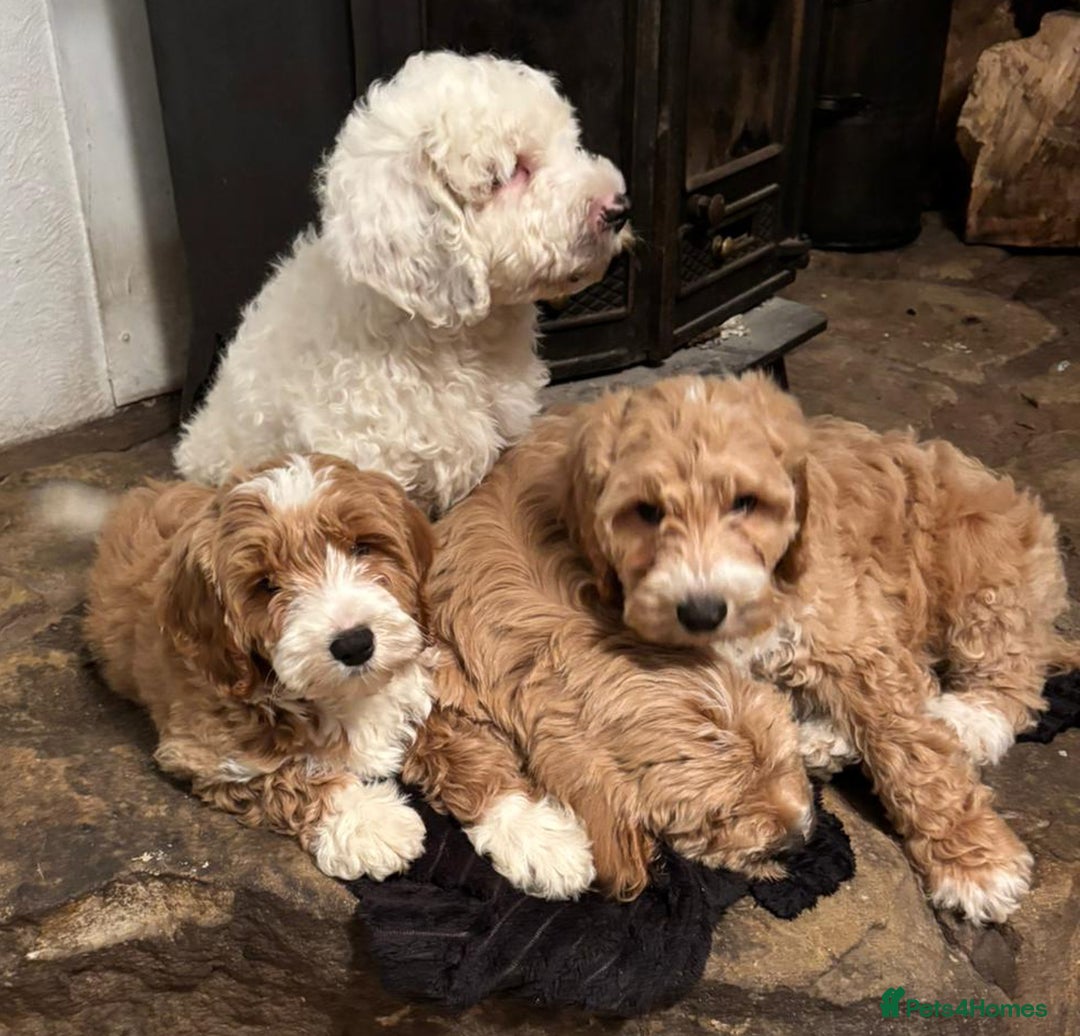 Australian Labradoodle dogs for sale: Australian Labradoodles for Sale - Advert 19