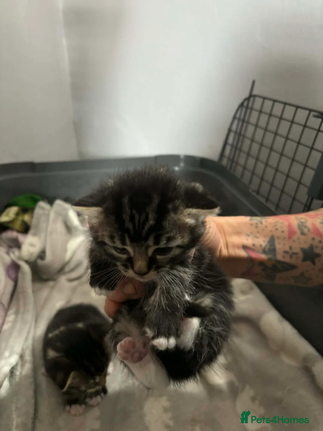 Mixed Breed cats for sale: Mixed breed kittens  in Whitby - Advert 10