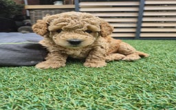 Mixed Breed dogs for sale: ❤️ STUNNING WESTIEPOO PUPS ❤️ - Image 4