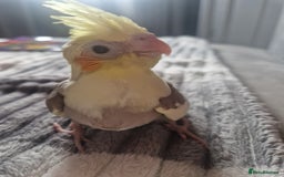 Cockatiels birds for sale: Hand reared cockateil - Image 3