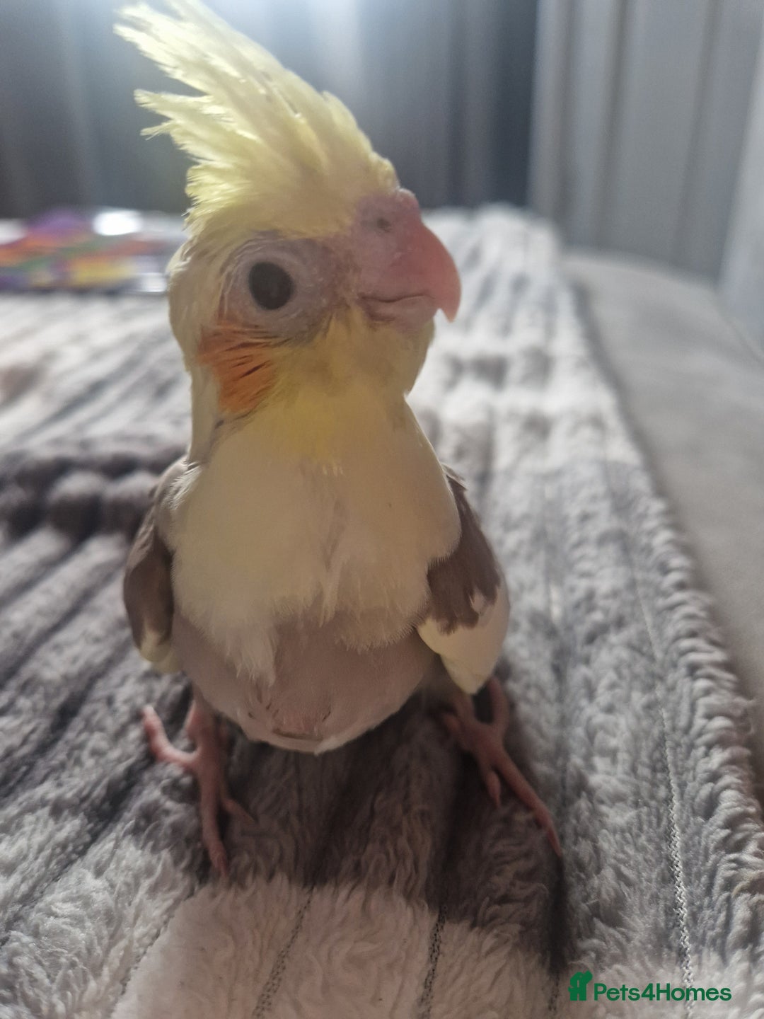 Cockatiels birds for sale: Hand reared cockateil - Image 3