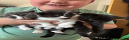 Mixed Breed cats for sale: Beautiful kittens  - Advert 3