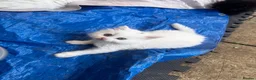 Scottish Fold cats for sale: Scottish fold Turkish angora  - Advert 5