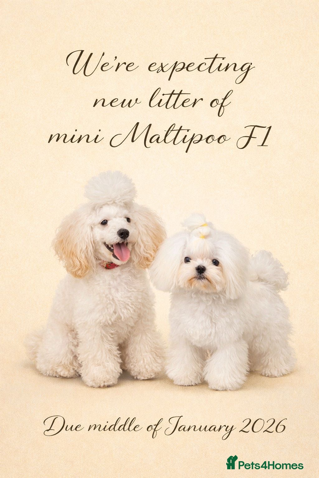Maltipoo dogs Upcoming Litter Announcement- Toy size Maltipoo F1 - Advert 5