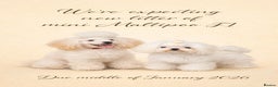 Maltipoo dogs for sale: Upcoming Litter Announcement- Toy size Maltipoo F1 - Advert 1