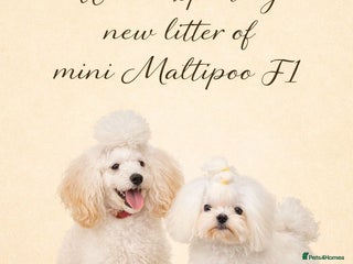 Maltipoo dogs Upcoming Litter Announcement- Toy size Maltipoo F1 - Advert 3