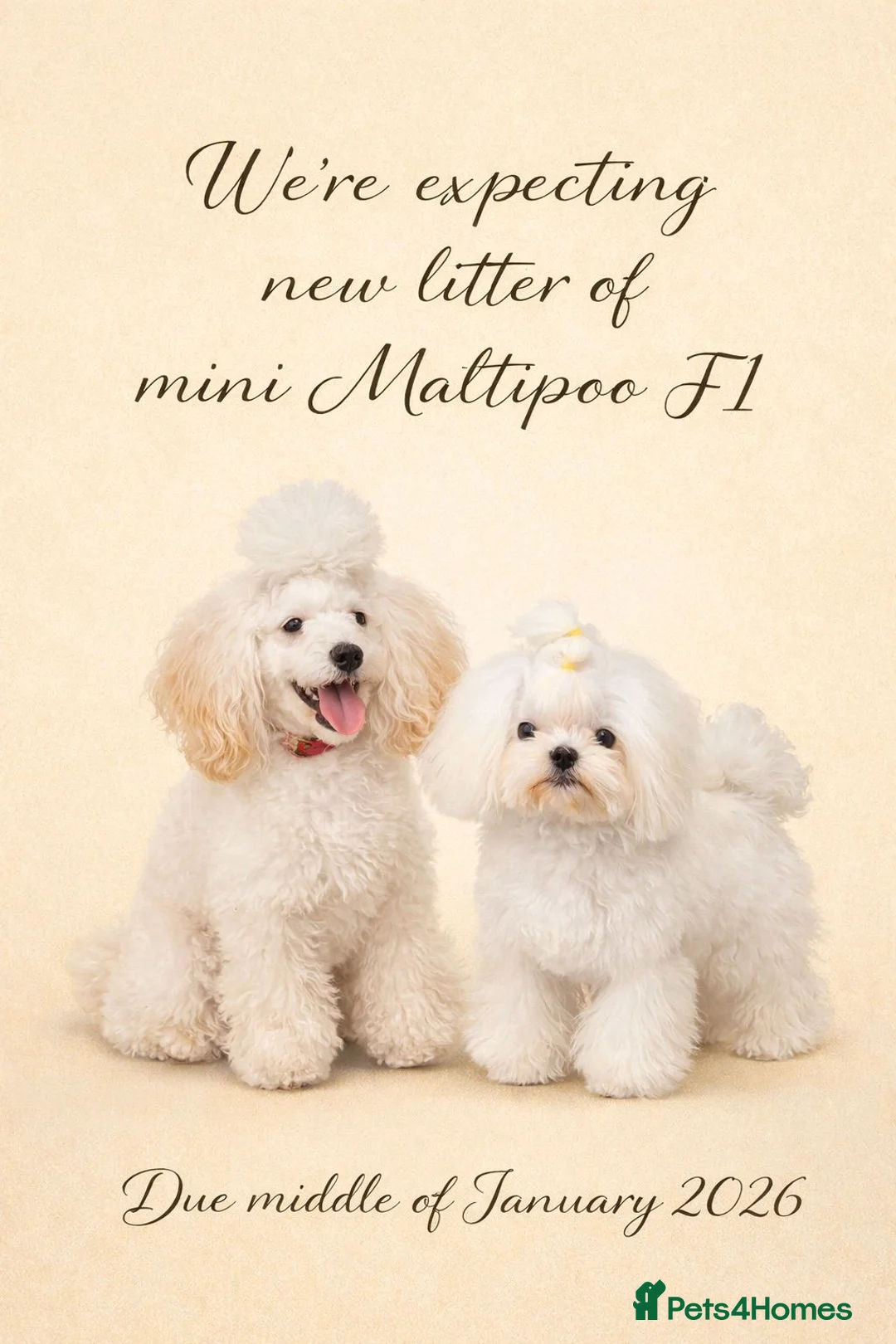 Maltipoo dogs for sale: Puppies - Toy size Maltipoo F1 - Advert 1