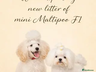 Maltipoo dogs Puppies - Toy size Maltipoo F1 - Advert 7