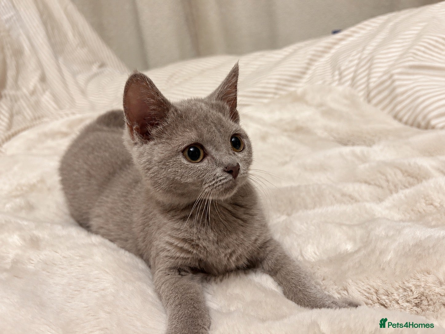 British Shorthair cats Beautiful British short hair x Russian blue  - Advert 2