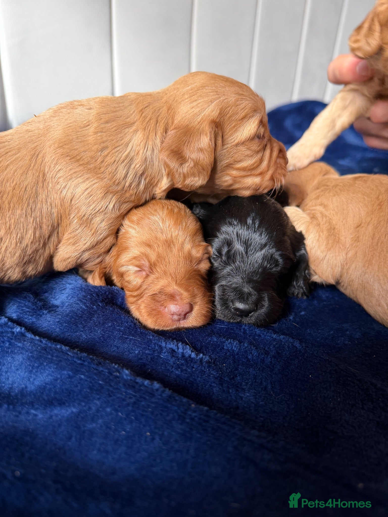 Cockapoo dogs Stunning Cockapoo Puppies DNA Tested  - Advert 1