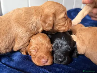 Cockapoo dogs Stunning Cockapoo Puppies DNA Tested - Advert 1