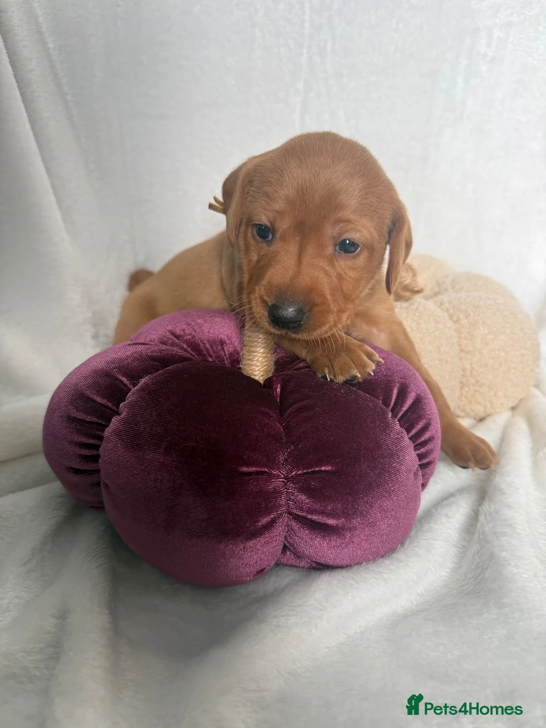 Labrador Retriever dogs for sale: Exceptional Fox Red Labrador Puppies  - Advert 2