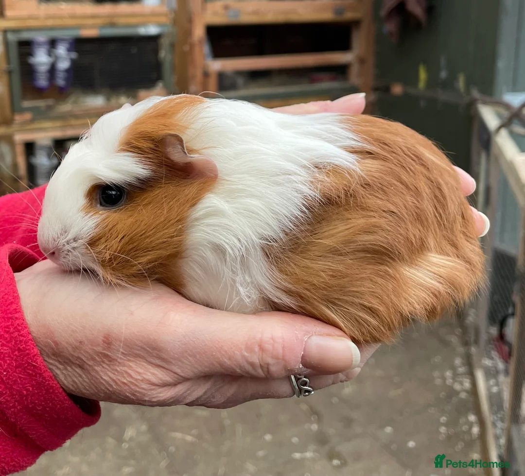 Guinea Pig rodents for sale: SWEET NATURED BABY GUINEA PIGS - Advert 6
