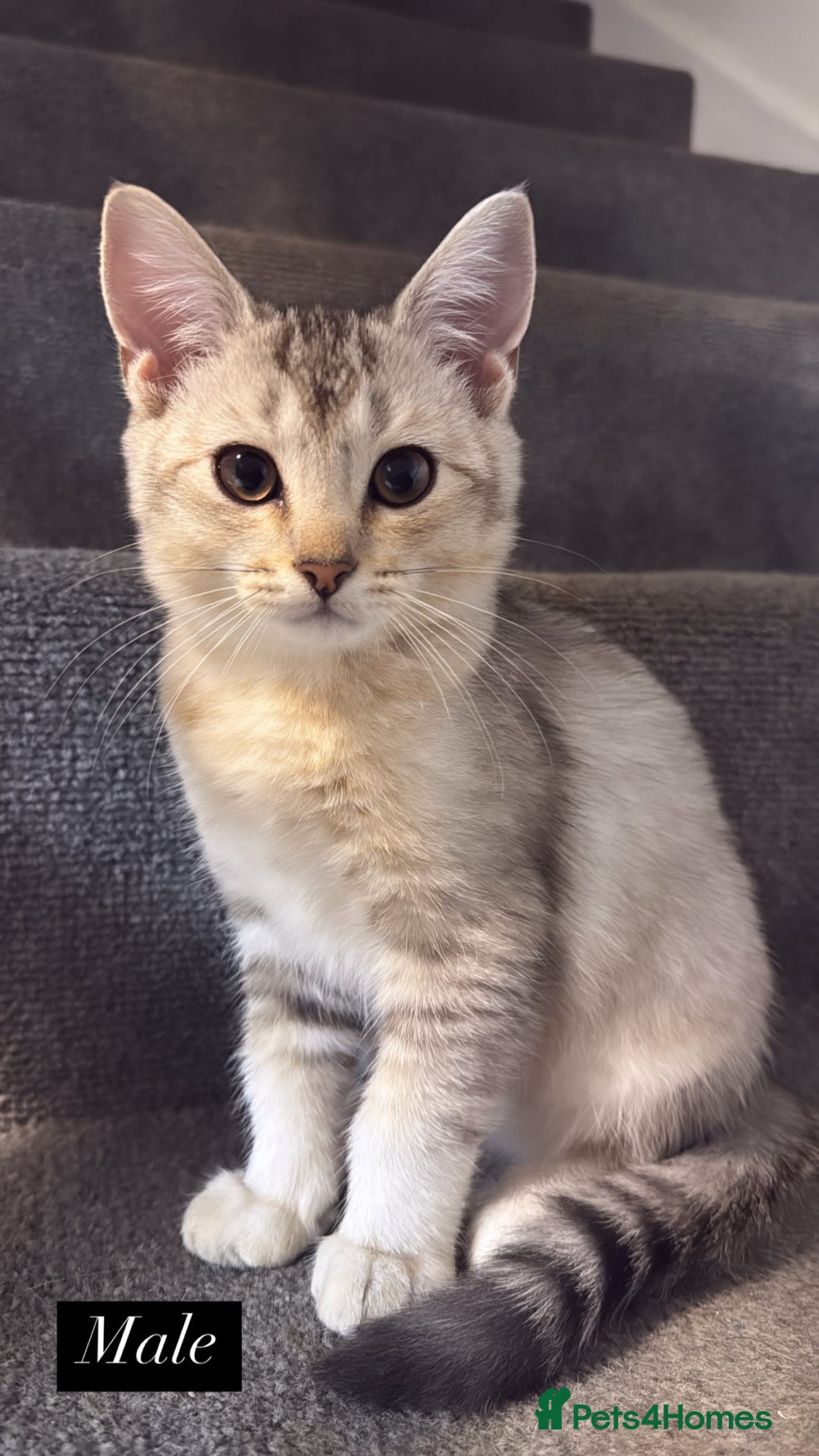 Scottish Fold cats for sale: Scottish fold X Bengal - Image 8
