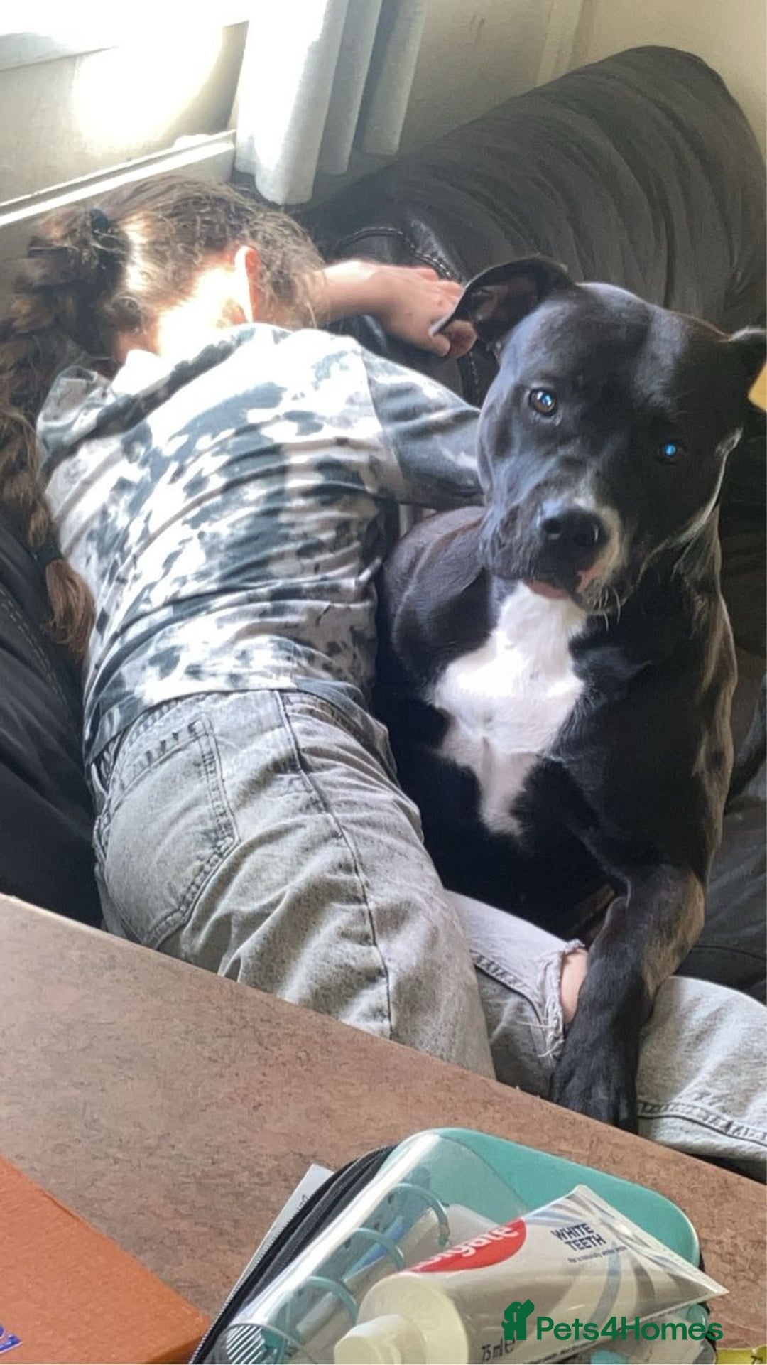 American Bull Staffy dogs for sale: Beautiful American bulldog x staff puppies   - Image 39