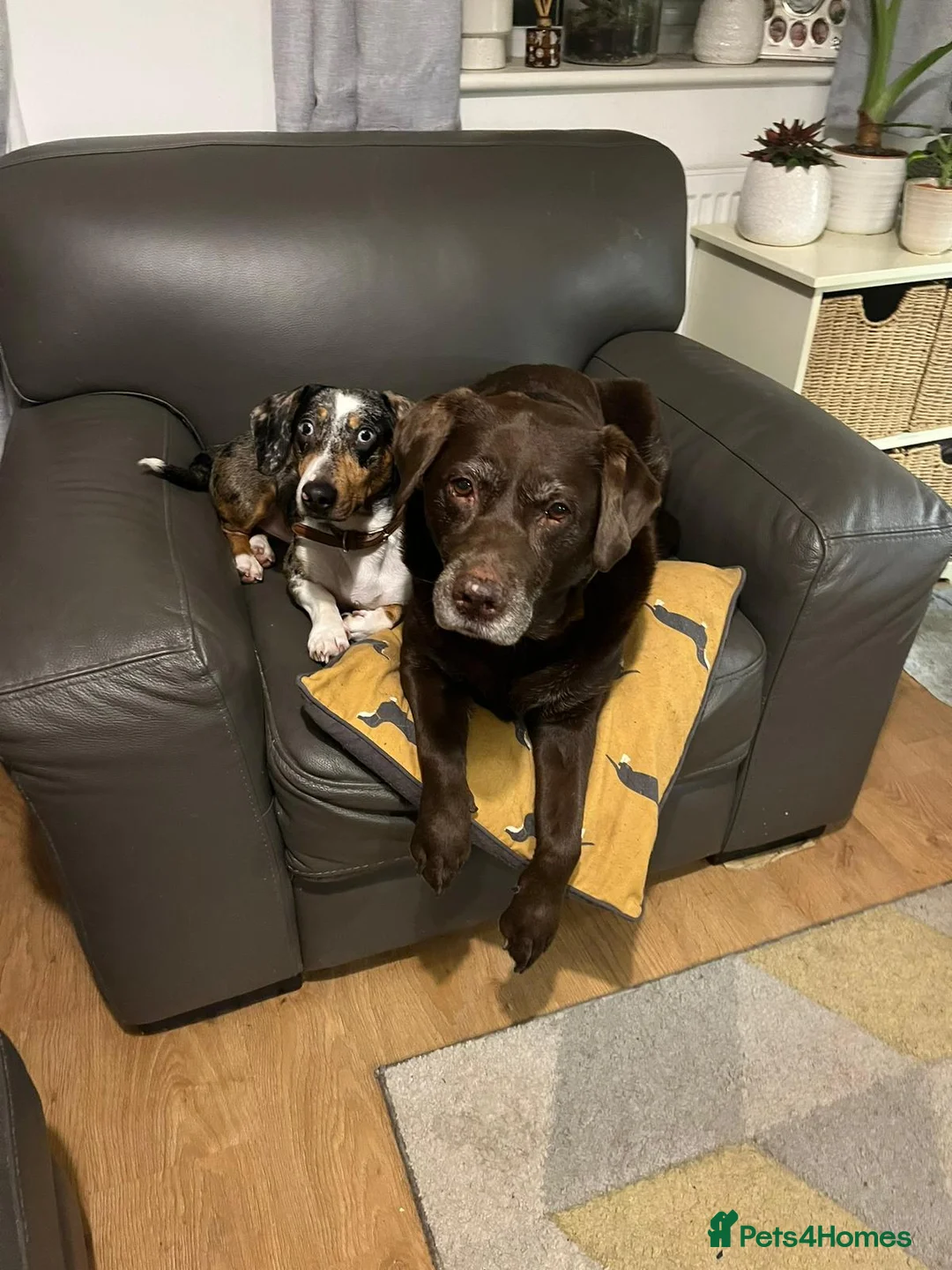 Mixed Breed dogs for adoption: 🐾Meet NORMAN 🐾 - a Lovely Boy for a Loving Home  - Advert 18