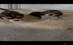 Beagle dogs for sale: Davicard/duffosee beagles - Image 8