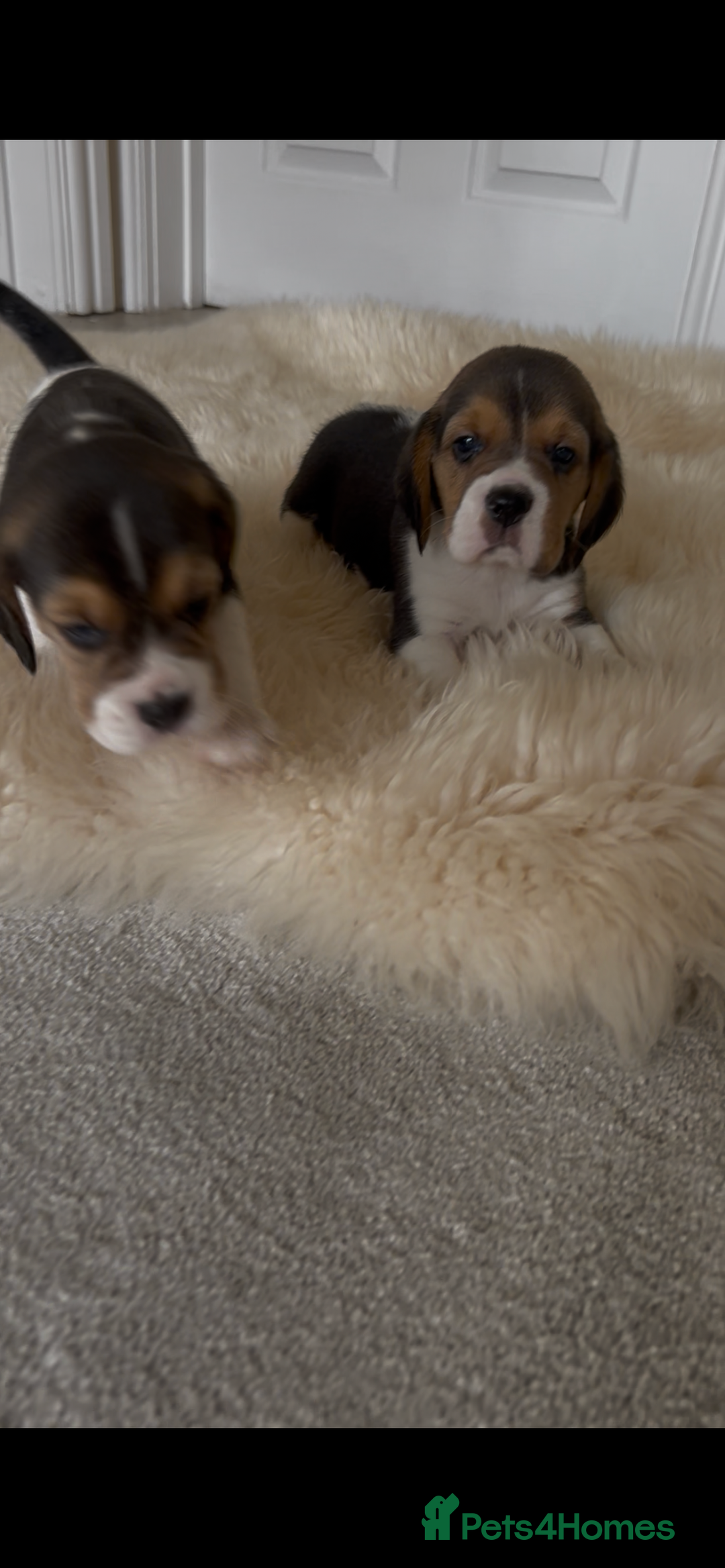 Beagle dogs for sale: Davicard/duffosee beagles - Image 8