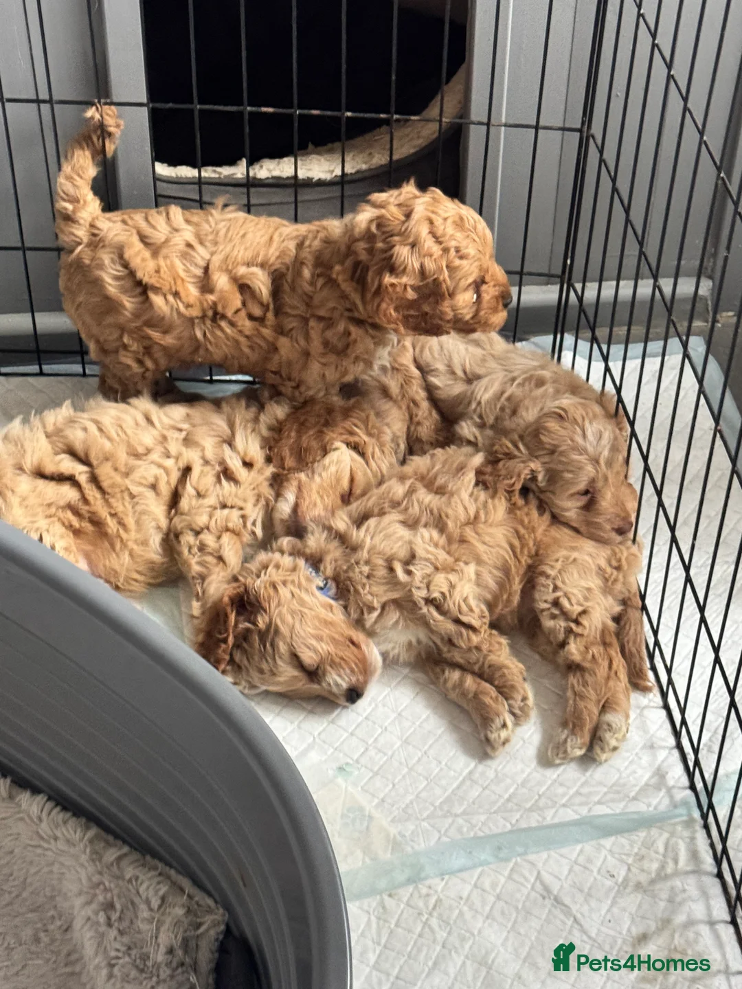 Cockapoo dogs for sale: Beautiful cockapoo puppy looking for a loving home in Enfield - Advert 2