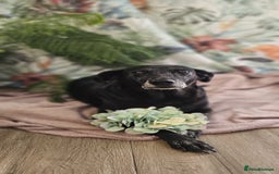 Mixed Breed dogs for adoption: A joint home needed for two Grandma’s - Image 8
