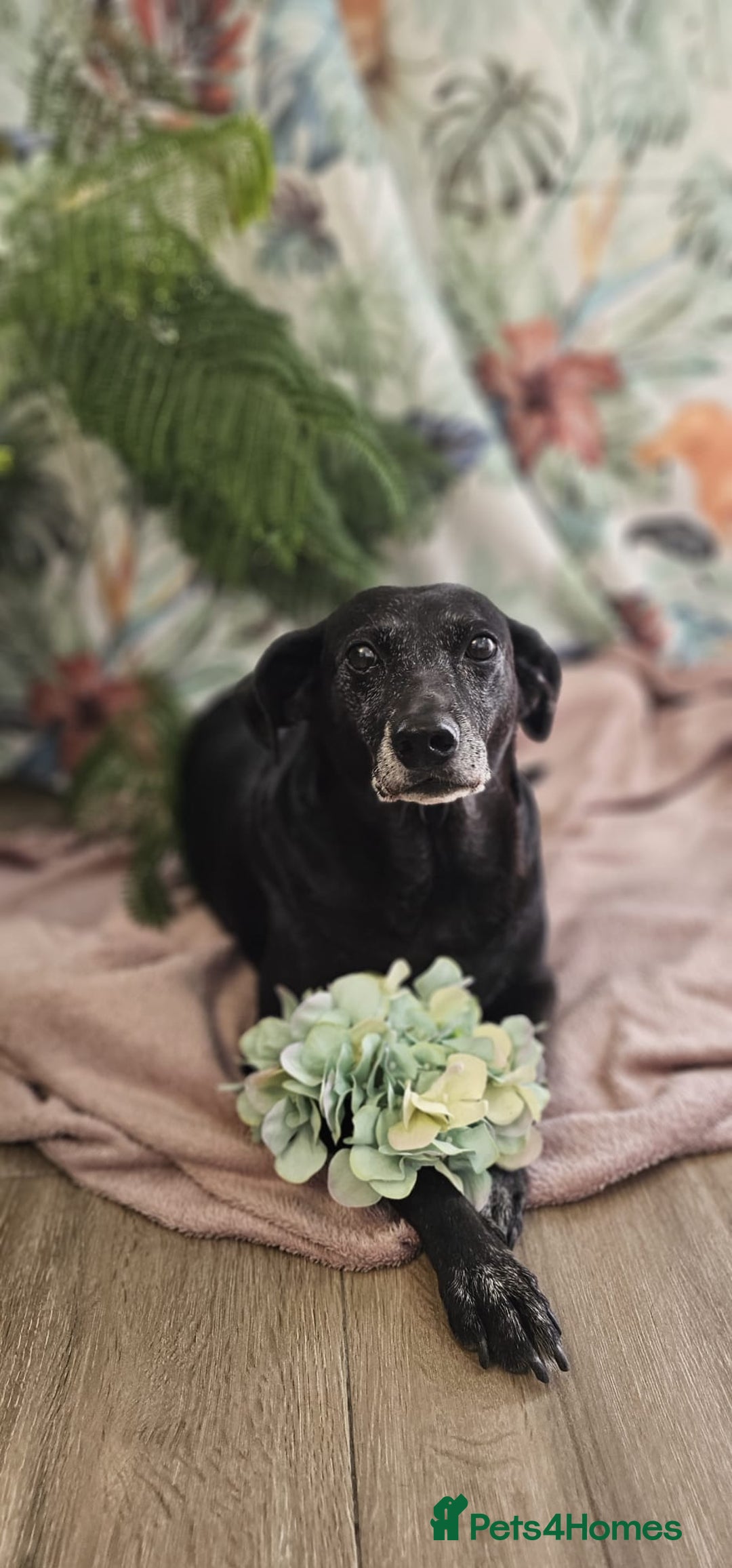 Mixed Breed dogs for adoption: A joint home needed for two Grandma’s - Image 8