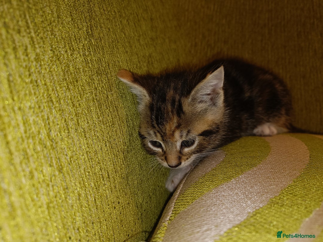 Mixed Breed cats for sale: Calico Mum, Tabby Dad kittens for sale - Image 19