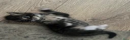 Mixed Breed cats for sale: 1 Male Tabby kitten for sale - Advert 3