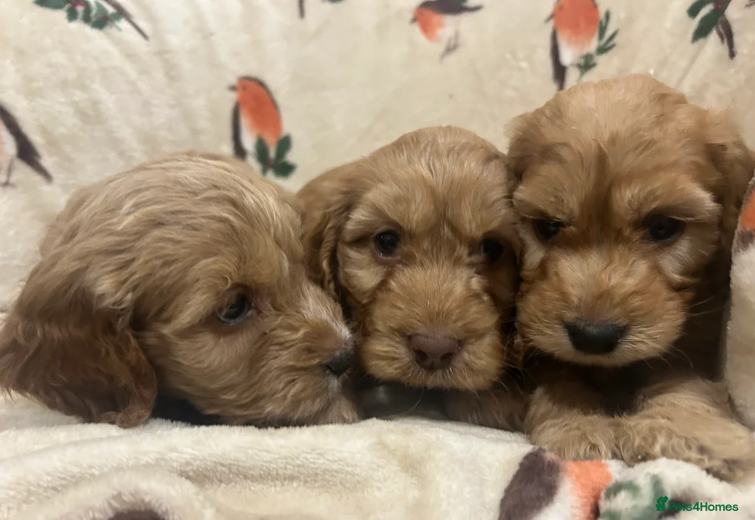 Cockapoo dogs for sale: Beautiful Red Cockerpoo Puppies - Advert 12