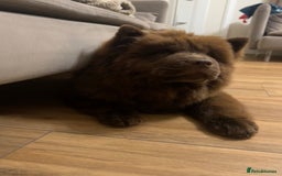 Chow Chow dogs for sale: Chocolate chow chow - Image 2