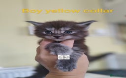 Maine Coon cats for sale: Absolutelly gorgeous kittens  - Image 3