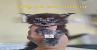Maine Coon cats - Advert 2