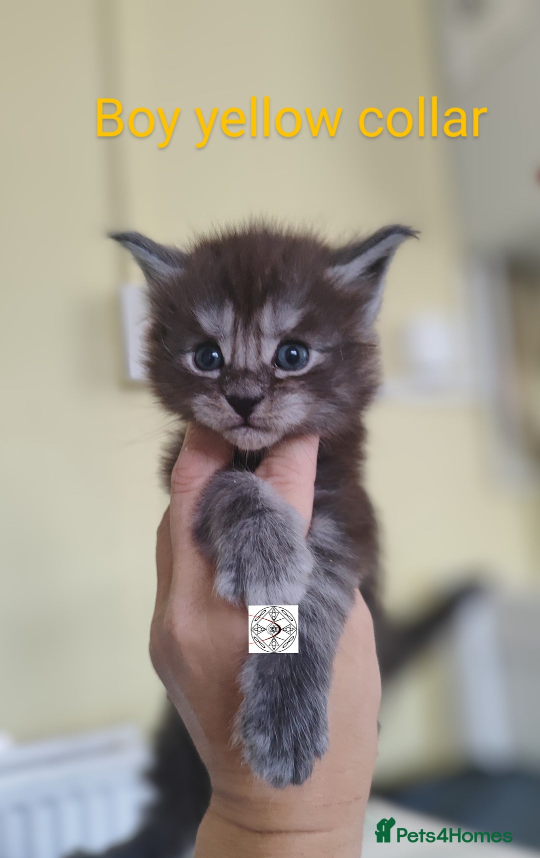 Maine Coon cats for sale: Absolutelly gorgeous kittens  - Image 3