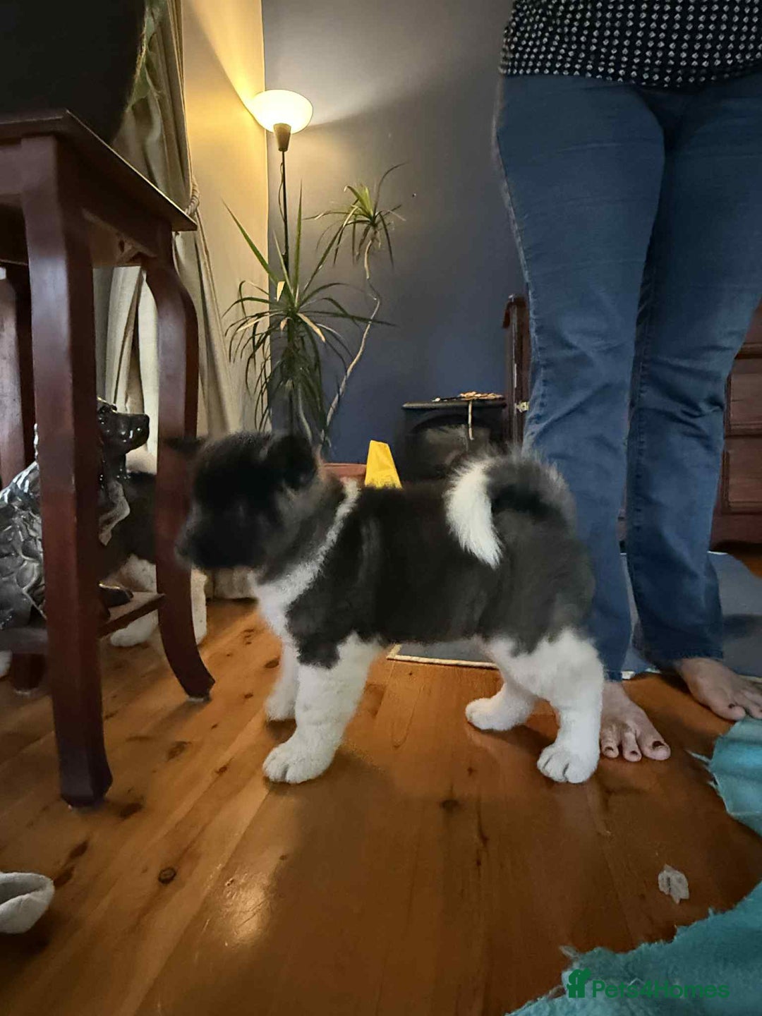 Akita dogs for sale: Adorable Pure-Bred Akita Puppies - Advert 8