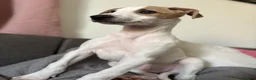 Mixed Breed dogs for sale: Collie whippet greyhound  - Advert 7