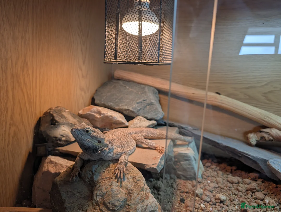 Bearded Dragon reptiles for sale: Bearded Dragon + Setup - Needs Experienced Home in Swaffham - Advert 1