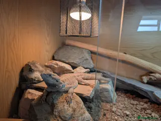 Bearded Dragon reptiles Bearded Dragon + Setup - Needs Experienced Home - Advert 6