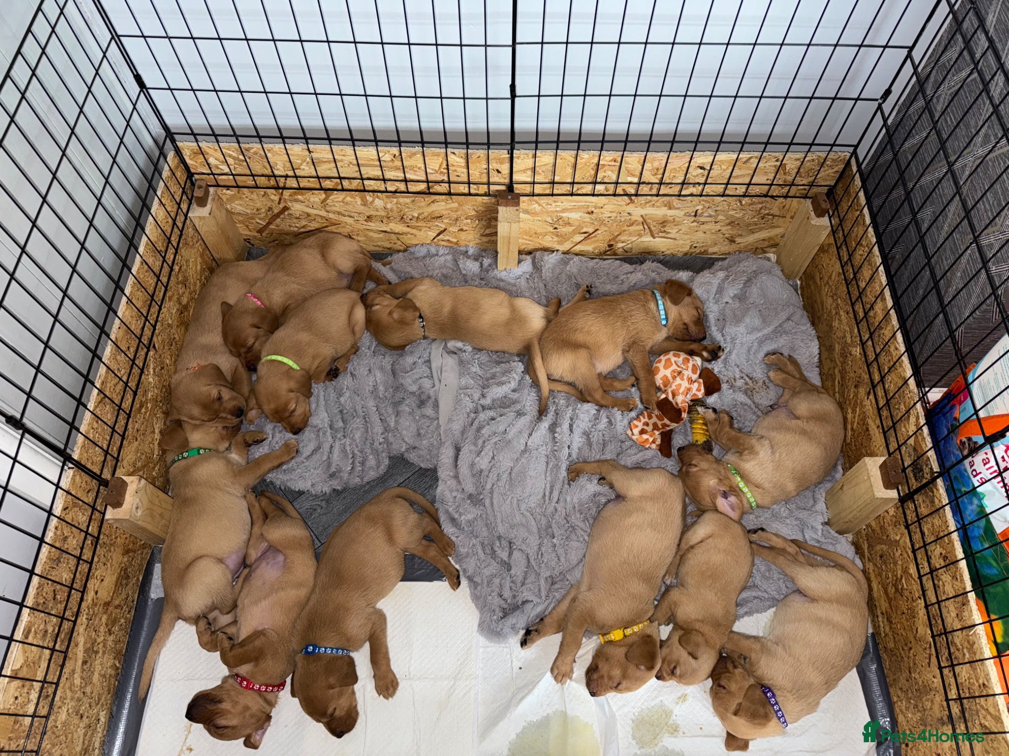 Labrador Retriever dogs Fox Red Labrador - Advert 2
