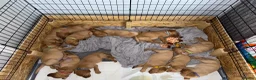 Labrador Retriever dogs for sale: Fox Red Labrador - Advert 2