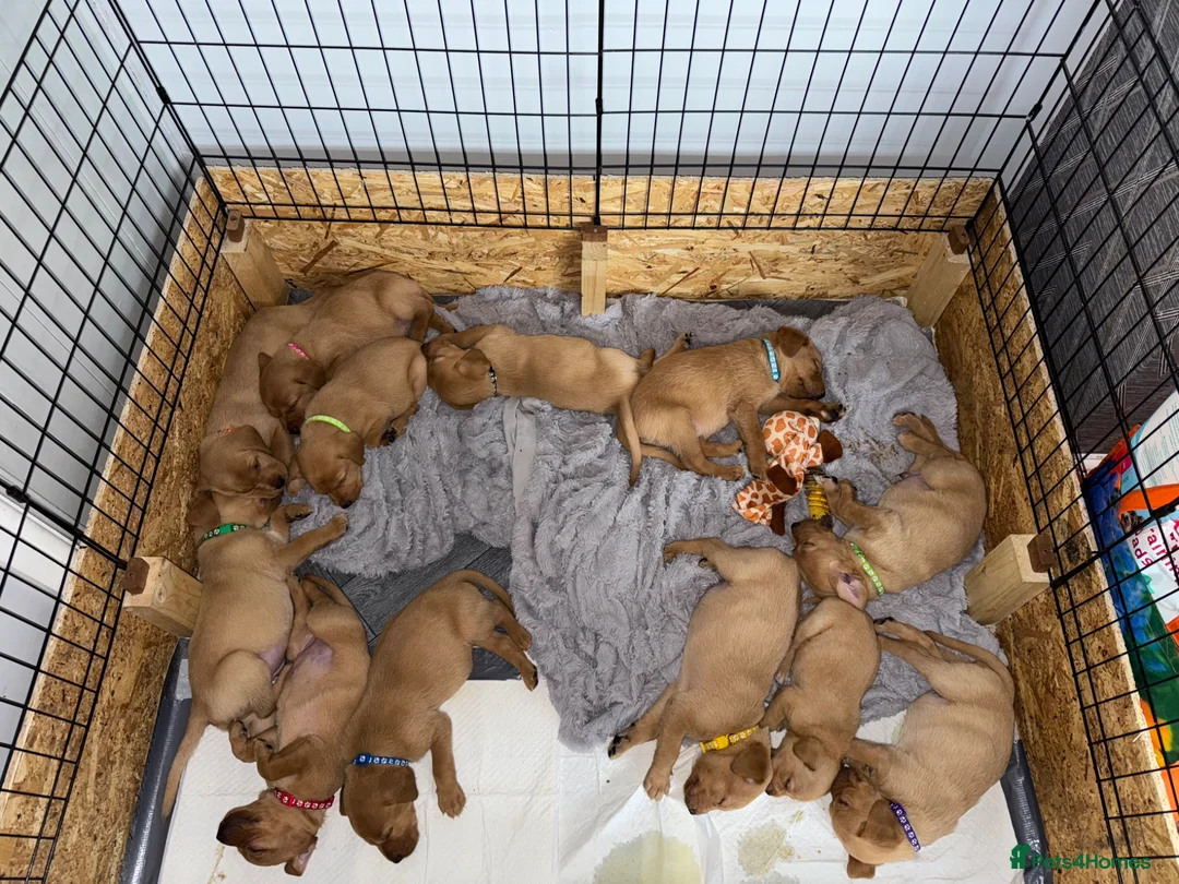 Labrador Retriever dogs for sale: Fox Red Labrador - Advert 2