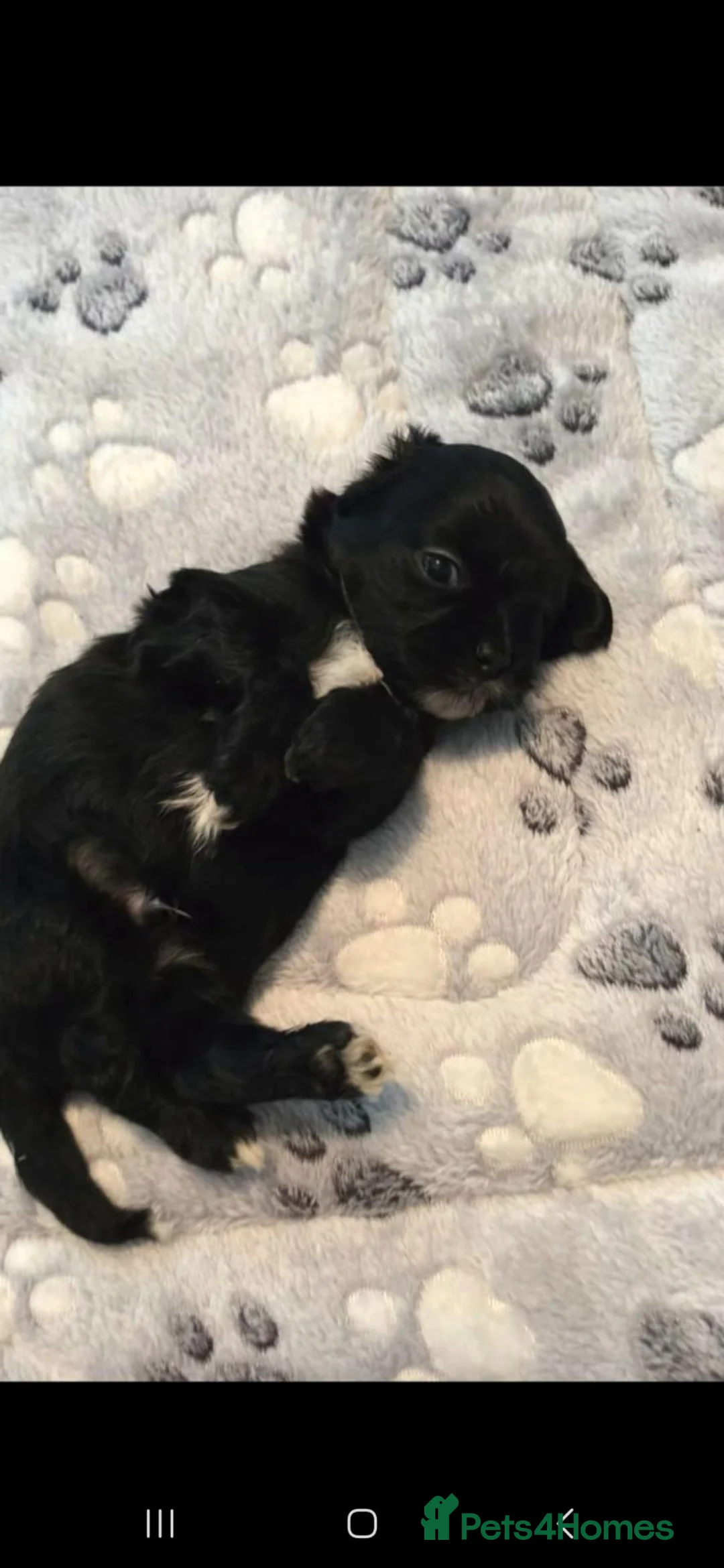 Shih Tzu dogs for sale: Ready to Leave - Advert 9