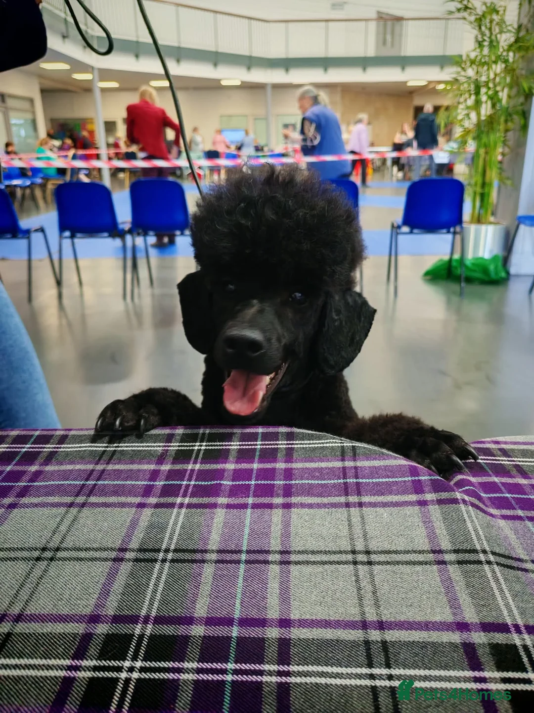 Miniature Poodle dogs for stud: Lorayla's Isadora's legacy - Advert 7