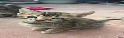 Mixed Breed cats for sale: Mix bengals kittens for sale in Liverpool - Advert 3