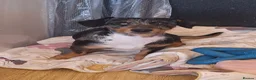 Jackshund dogs for sale: Beautiful miniature dachshund cross jack russell  - Advert 6